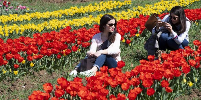 Tulipark in Lombardia: Un Mare di Colori e Emozioni