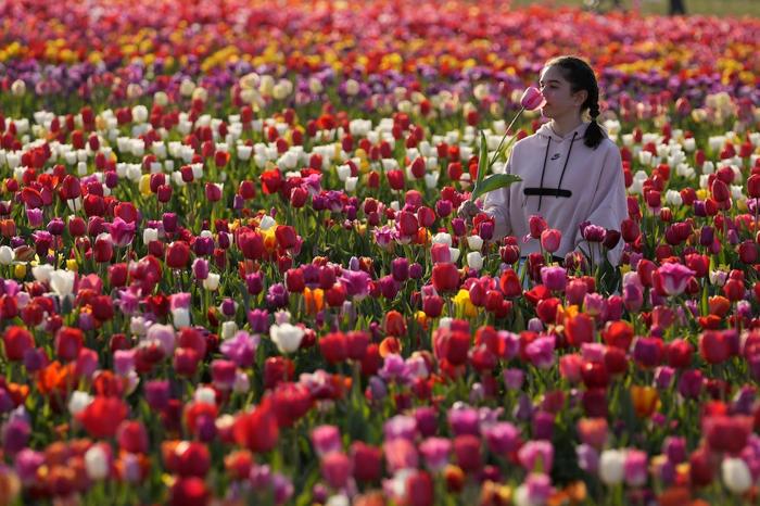 Una ragazza nel campo di Tulipani Italiani ad Arese il 4 aprile del 2023