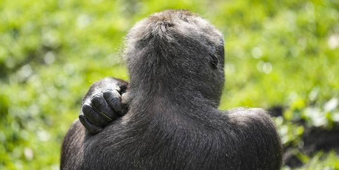 Animali nei campi da golf: una raccolta fotografica unica