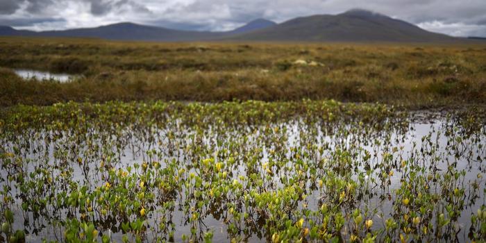 La controversa Nature Restoration Law dell’Unione Europea