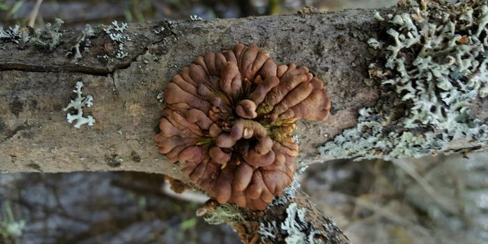 Salvare i ‘guanti di salice’: un progetto per la conservazione di un fungo raro