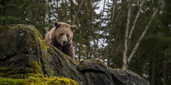 Polemiche sull’abbattimento dell’orso bruno in Slovacchia
