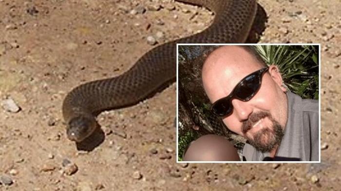 Eroe australiano morso da serpente bruno: tragico decesso