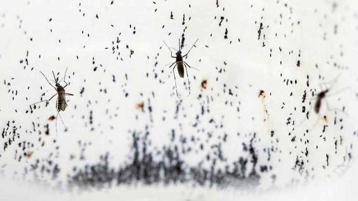 Prevenzione della Dengue: Strategie e Misure da Adottare