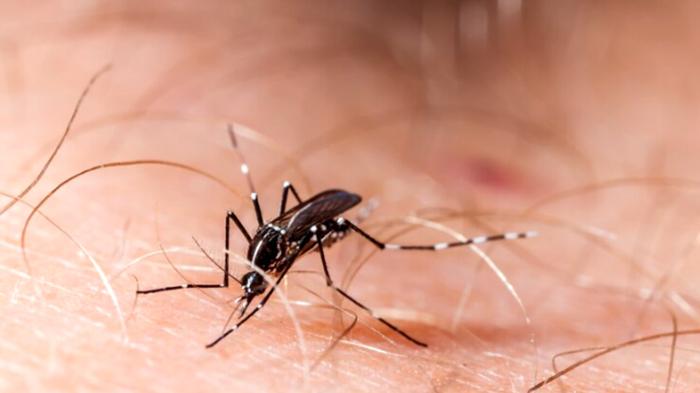 Allerta Dengue in Italia: come proteggersi dalle zanzare