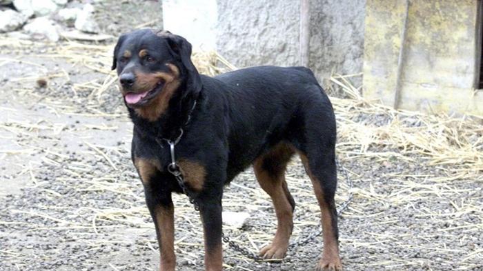 Bambina attaccata da rottweiler: dramma a Cutrofiano