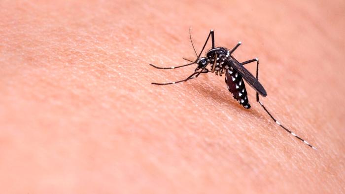 Prevenzione Dengue: Strategie e Interventi in Italia