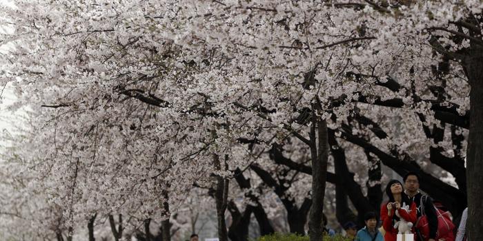 Il dibattito dei ciliegi in Corea del Sud