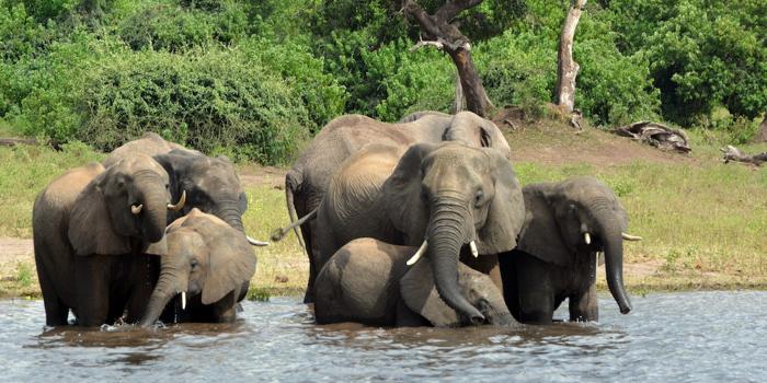 Botswana propone di inviare 20mila elefanti in Germania