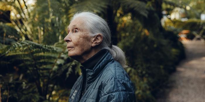 Jane Goodall: La Scienziata dei Chimpanzé