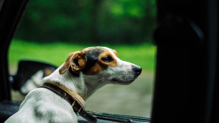 Viaggiare in auto con il cane: consigli e suggerimenti