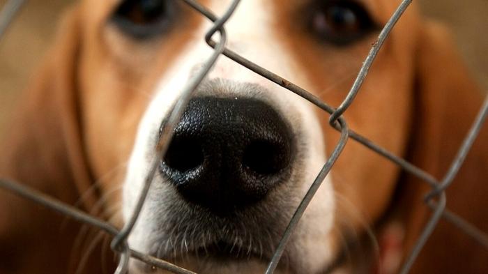 Il triste caso di Roco: maltrattamento e abbandono di un cane a Ancona