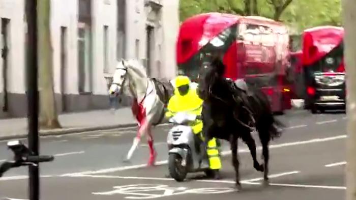 Cavalli in fuga a Londra: caos e panico in città