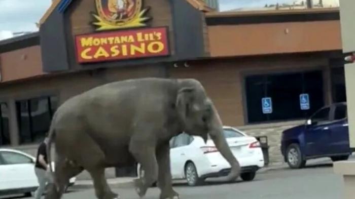 Elefante fuggito da un circo crea caos a Butte, Montana