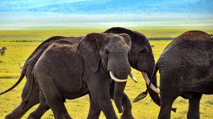 Botswana minaccia di inviare 20mila elefanti in Germania