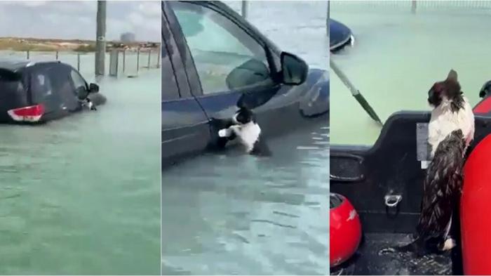 Polizia di Dubai salva gattino durante alluvione