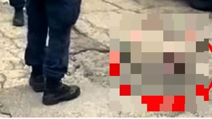 Orrore a Sale: Gattino scuoiato e ucciso, la comunità si mobilita