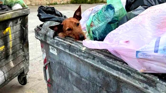 Orrore a Palermo: Honey, il cagnolino salvato dal piccone