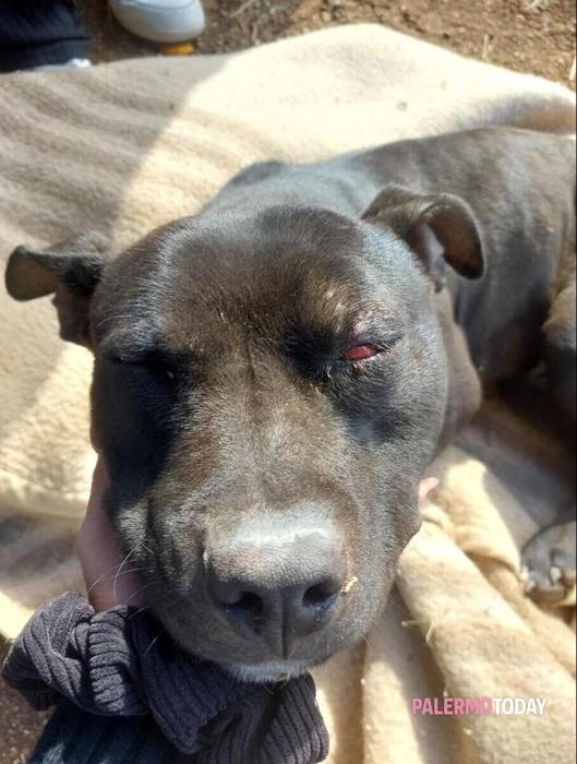 Il cane vittima di maltrattamenti a Bagheria Il cane vittima di maltrattamenti a Bagheria
