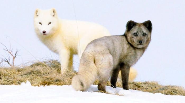 Kina e Yuk: Alla scoperta del mondo artico