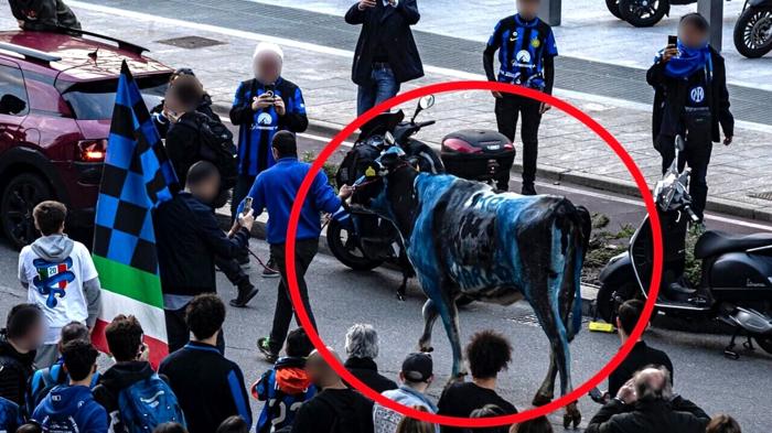 Polemiche per mucca dipinta nei colori dell’Inter