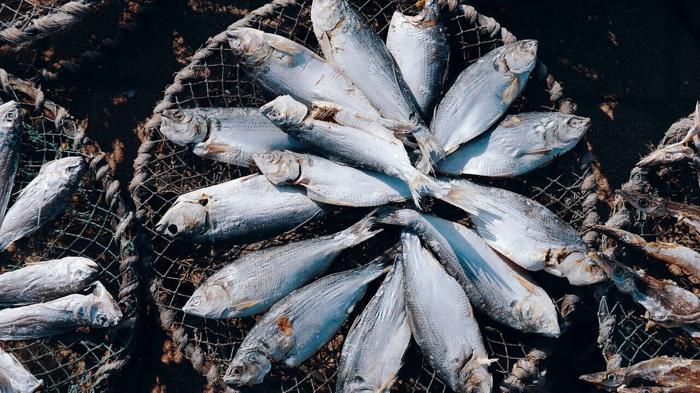 Parassiti nei pesci allevati in Europa: rischi e sicurezza alimentare
