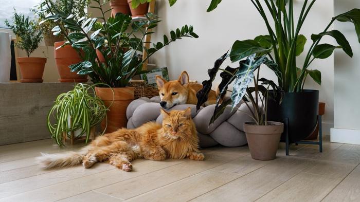 Piante Pet-Friendly: Bellezza e Sicurezza per i Tuoi Animali Domestici