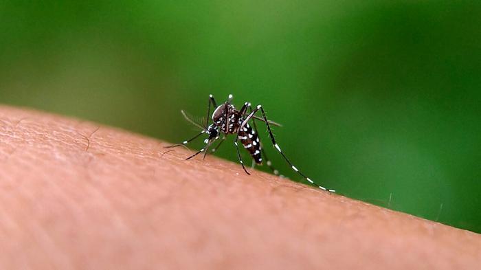 Come tenere lontane le zanzare in estate