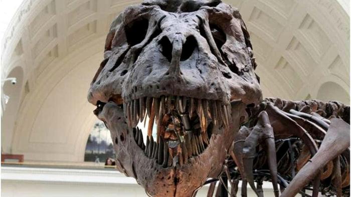 Intelligenza del Tyrannosaurus Rex: mito o realtà?