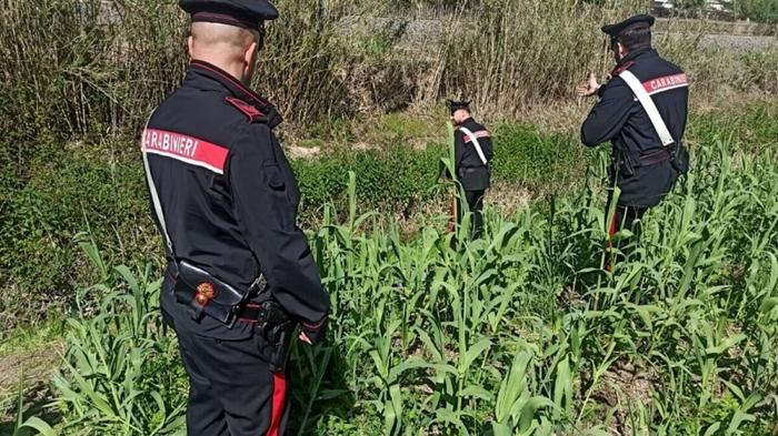 Macabra scoperta a Roma: teschio umano trovato in un fossato