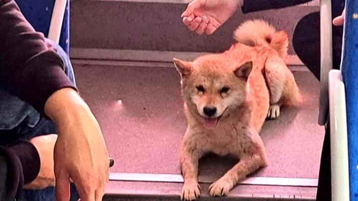 Hachiko viaggia in autobus: la sua avventura a Cassino