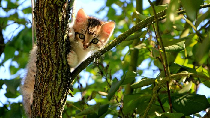 Come mantenere al sicuro il tuo gatto notturno