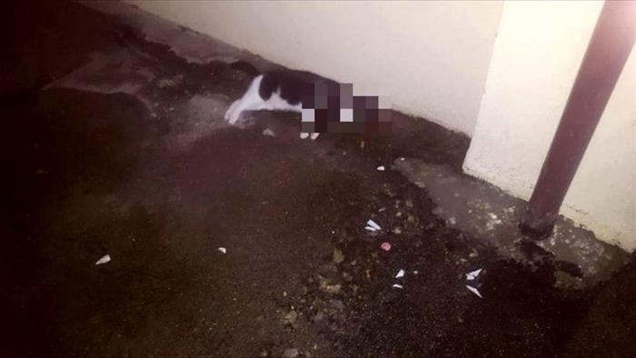 Strage di gatti a Crotone: indagini in corso