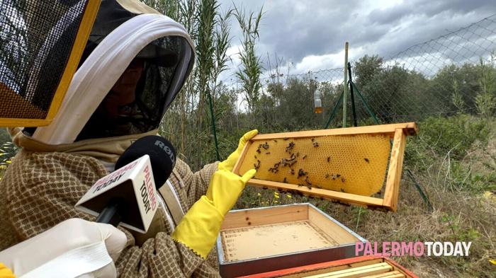 Nivura: Salvaguardia dell’ape nera sicula e biodiversità