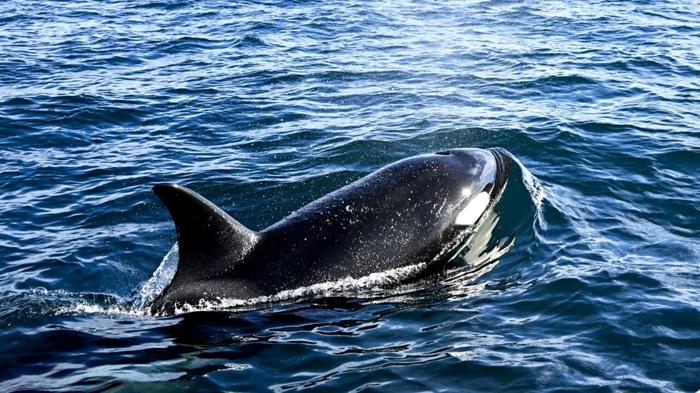 Orche attaccano yacht nello Stretto di Gibilterra