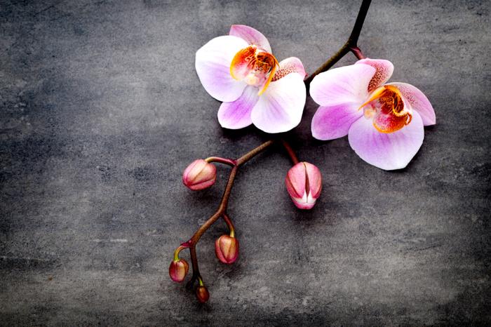 L'orchidea per fiorire deve essere sottoposta a shock termico orchidea-11
