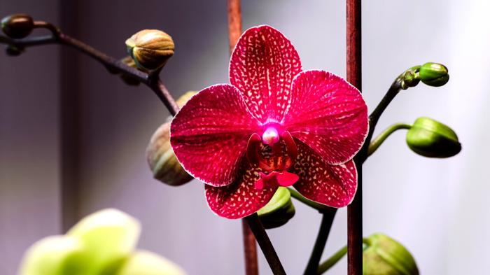 Come prendersi cura delle orchidee: consigli per una fioritura rigogliosa