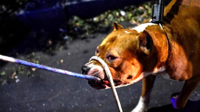 La tragedia di Campolongo: il caso dei pitbull e la necessità di regolamentare le razze cani