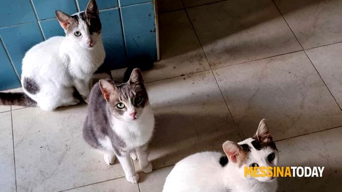 Tragico ritrovamento di gatti morti in un ex macello a Messina