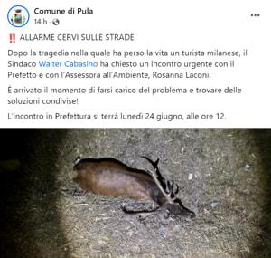 L'allarme del Comune comune di pula allarme cervi-2