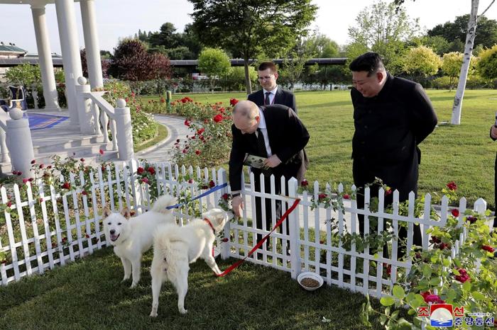 I due cani Pungsan regalati da Kim a Putin (Foto LaPresse) I due cani Pungsan regalati da Kim a Putin (Foto LaPresse)