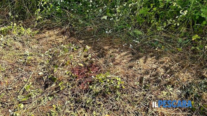 Omicidio nel parco: svolta nelle indagini