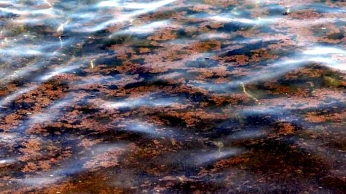 Allerta Ostreopsis Ovata: Pericolo Alghe Tossiche sulle Coste Pugliesi