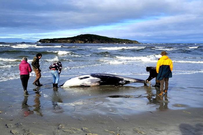 La rara balena trovata spiaggiata in Nuova Zelanda (Foto LaPresse) La rara balena trovata spiaggiata in Nuova Zelanda (Foto LaPresse)