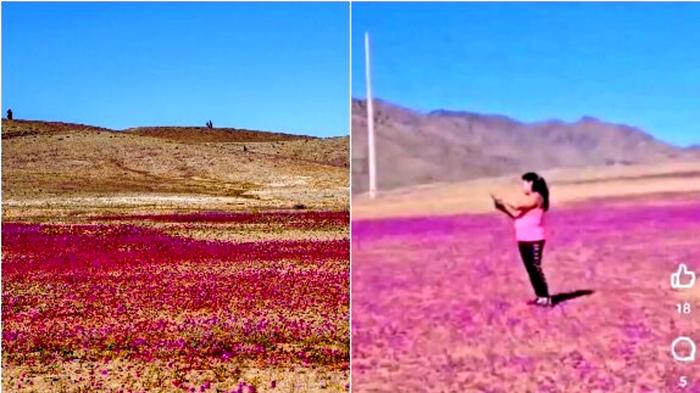 Fioritura straordinaria nel deserto di Atacama