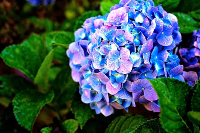 Per diventare blu le ortensie hanno bisogno di un terreno acido ortensia-5