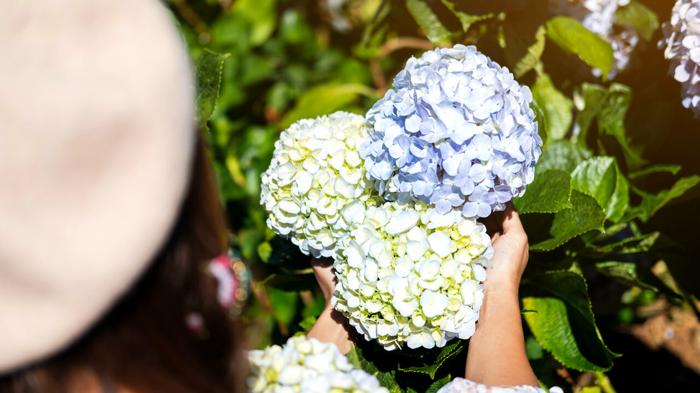 Come cambiare il colore delle ortensie: guida completa