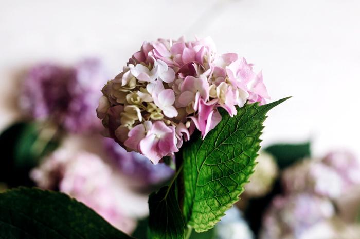 Per le ortensie rosa il terreno deve essere alcalino ortensie-5