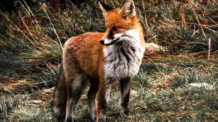 La tomba preistorica in Argentina rivela una sorprendente relazione uomo-animale