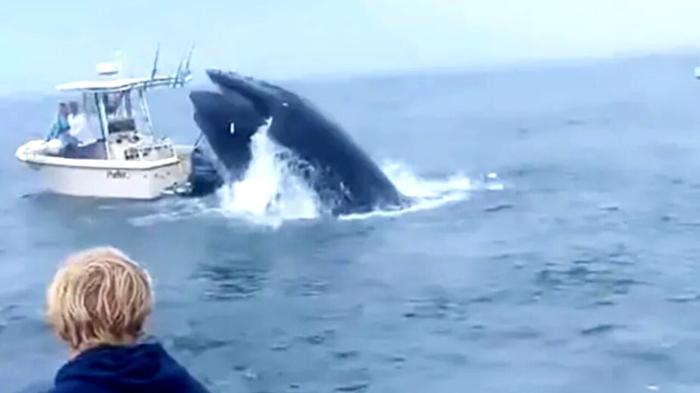 Balena travolge imbarcazione di pescatori a Portsmouth